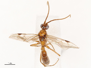  ( - CBG-B02341-D11)  @11 [ ] CreativeCommons - Attribution Share - Alike (2025) CBG Photography Group Centre for Biodiversity Genomics