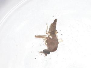  ( - CBG-B02351-E01)  @11 [ ] CreativeCommons - Attribution Share - Alike (2025) Centre for Biodiversity Genomics Centre for Biodiversity Genomics