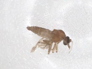  ( - CBG-B02351-F08)  @11 [ ] CreativeCommons - Attribution Share - Alike (2025) Centre for Biodiversity Genomics Centre for Biodiversity Genomics