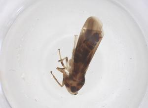  ( - CBG-B02354-A09)  @11 [ ] CreativeCommons - Attribution Share - Alike (2025) Centre for Biodiversity Genomics Centre for Biodiversity Genomics