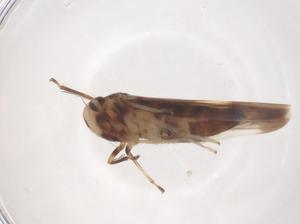  ( - CBG-B02366-H03)  @11 [ ] CreativeCommons - Attribution Share - Alike (2025) Centre for Biodiversity Genomics Centre for Biodiversity Genomics