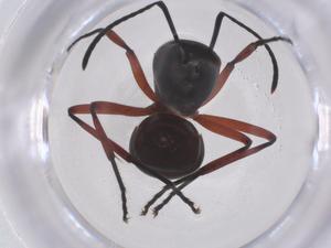  (Polyrhachis laevissima - CBG-B02367-G10)  @11 [ ] CreativeCommons - Attribution Share - Alike (2025) Centre for Biodiversity Genomics Centre for Biodiversity Genomics