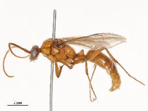  ( - CBG-B22931-H01)  @11 [ ] CreativeCommons - Attribution Share - Alike (2025) CBG Photography Group Centre for Biodiversity Genomics