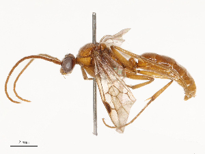  ( - CBG-B22931-H03)  @11 [ ] CreativeCommons - Attribution Share - Alike (2025) CBG Photography Group Centre for Biodiversity Genomics