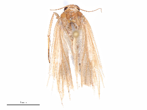  ( - CBG-B08016-H01)  @11 [ ] CreativeCommons - Attribution Share - Alike (2025) CBG Photography Group Centre for Biodiversity Genomics
