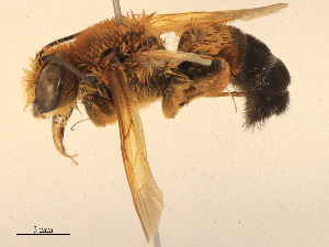  ( - CBG-B19319-E08)  @11 [ ] CreativeCommons - Attribution Share - Alike (2025) CBG Photography Group Centre for Biodiversity Genomics