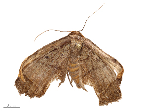  ( - CBG-B19512-D12)  @11 [ ] CreativeCommons - Attribution Share - Alike (2025) CBG Photography Group Centre for Biodiversity Genomics