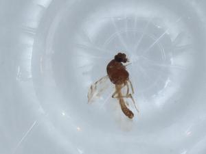  ( - BIOUG66372-F12)  @11 [ ] CreativeCommons - Attribution (2021) Centre for Biodiversity Genomics Centre for Biodiversity Genomics