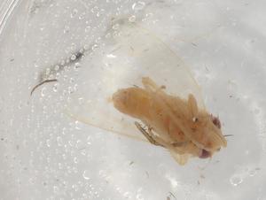  ( - BIOUG98319-H04)  @11 [ ] CreativeCommons - Attribution (2023) Centre for Biodiversity Genomics Centre for Biodiversity Genomics