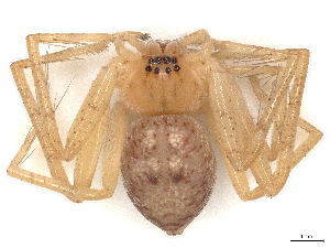  ( - CBG-A21708-H10)  @11 [ ] CreativeCommons - Attribution Share - Alike (2023) CBG Photography Group Centre for Biodiversity Genomics