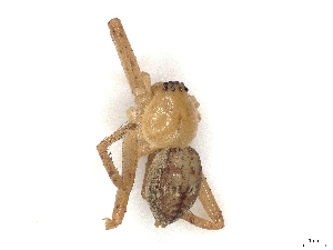  ( - CBG-A40165-H11)  @11 [ ] CreativeCommons - Attribution Share-Alike (2024) CBG Photography Group Centre for Biodiversity Genomics