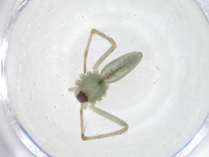  ( - CBG-A40758-G11)  @11 [ ] CreativeCommons - Attribution Share - Alike (2024) Centre for Biodiversity Genomics Centre for Biodiversity Genomics