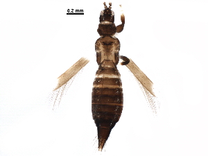  ( - BIOUG36684-A08)  @11 [ ] CreativeCommons - Attribution (2018) CBG Photography Group Centre for Biodiversity Genomics