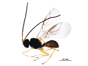  (Chorebus nr. daimenes 2 - BIOUG36993-C09)  @14 [ ] CreativeCommons - Attribution (2018) CBG Photography Group Centre for Biodiversity Genomics