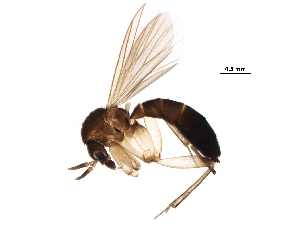  ( - BIOUG36820-H08)  @11 [ ] CreativeCommons - Attribution (2018) CBG Photography Group Centre for Biodiversity Genomics