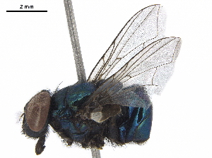  (Neomyia coeruleifrons - BIOUG39771-G05)  @11 [ ] CreativeCommons - Attribution (2019) CBG Photography Group Centre for Biodiversity Genomics