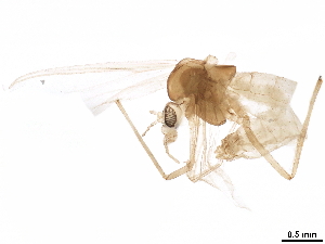  ( - BIOUG41742-C09)  @11 [ ] CreativeCommons - Attribution (2020) CBG Photography Group Centre for Biodiversity Genomics