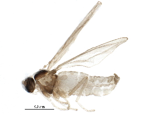  (Peromyia scutellata - BIOUG14956-A03)  @13 [ ] CreativeCommons - Attribution (2015) CBG Photography Group Centre for Biodiversity Genomics