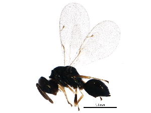  ( - BIOUG14957-E08)  @14 [ ] CreativeCommons - Attribution (2015) CBG Photography Group Centre for Biodiversity Genomics