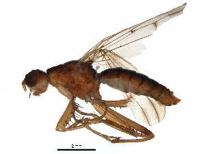  (Norellia tipularia - BIOUG14964-D02)  @11 [ ] CreativeCommons - Attribution (2017) CBG Photography Group Centre for Biodiversity Genomics