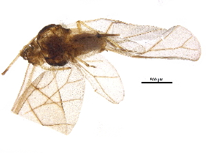  (Aphis vitalbae - BIOUG15050-D08)  @14 [ ] CreativeCommons - Attribution (2017) CBG Photography Group Centre for Biodiversity Genomics