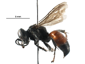  (Tachysphex pompiliformis - BIOUG14823-F08)  @14 [ ] CreativeCommons - Attribution (2016) CBG Photography Group Centre for Biodiversity Genomics