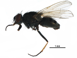  ( - BIOUG15078-D08)  @11 [ ] CreativeCommons - Attribution (2017) CBG Photography Group Centre for Biodiversity Genomics