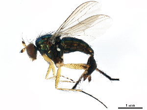  (Hercostomus chrysozygos - BIOUG15079-E09)  @11 [ ] CreativeCommons - Attribution (2017) CBG Photography Group Centre for Biodiversity Genomics