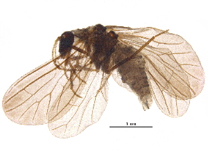  ( - BIOUG15112-C07)  @11 [ ] CreativeCommons - Attribution (2017) CBG Photography Group Centre for Biodiversity Genomics