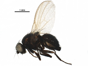  ( - BIOUG15116-F03)  @11 [ ] CreativeCommons - Attribution (2017) CBG Photography Group Centre for Biodiversity Genomics