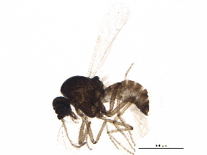  (Culicoides minutissimus - BIOUG15117-F06)  @14 [ ] CreativeCommons - Attribution (2014) CBG Photography Group Centre for Biodiversity Genomics