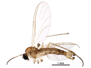  ( - BIOUG15119-G07)  @14 [ ] CreativeCommons - Attribution (2016) CBG Photography Group Centre for Biodiversity Genomics