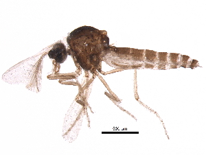  ( - BIOUG15144-C08)  @11 [ ] CreativeCommons - Attribution (2017) CBG Photography Group Centre for Biodiversity Genomics
