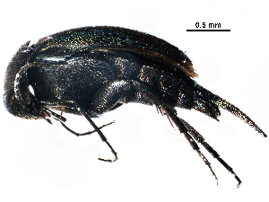  (Mordellistena tarsata - BIOUG15405-D06)  @13 [ ] CreativeCommons - Attribution (2017) CBG Photography Group Centre for Biodiversity Genomics