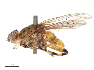  ( - CBG-B00088-H10)  @11 [ ] CreativeCommons - Attribution Share - Alike (2025) CBG Photography Group Centre for Biodiversity Genomics