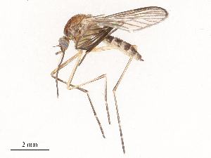  (Aedes clelandi - CBG-B01645-G07)  @11 [ ] CreativeCommons - Attribution Share - Alike (2025) CBG Photography Group Centre for Biodiversity Genomics