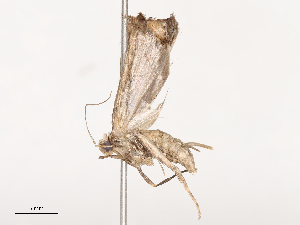  ( - CBG-B01647-A07)  @11 [ ] CreativeCommons - Attribution Share - Alike (2025) CBG Photography Group Centre for Biodiversity Genomics