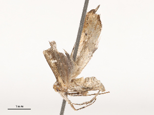  ( - CBG-B01647-B08)  @11 [ ] CreativeCommons - Attribution Share - Alike (2025) CBG Photography Group Centre for Biodiversity Genomics