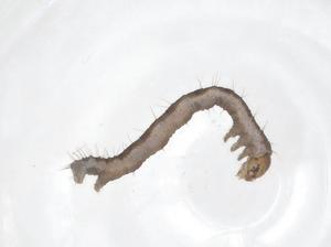  ( - CBG-B02869-H09)  @11 [ ] CreativeCommons - Attribution Share - Alike (2025) Centre for Biodiversity Genomics Centre for Biodiversity Genomics