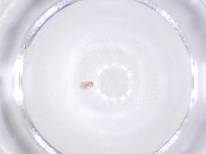  (Tyroborus - CBG-B02874-G06)  @11 [ ] CreativeCommons - Attribution Share - Alike (2025) Centre for Biodiversity Genomics Centre for Biodiversity Genomics