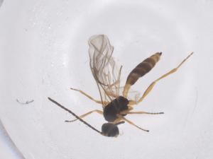  ( - CBG-B02900-E11)  @11 [ ] CreativeCommons - Attribution Share - Alike (2025) Centre for Biodiversity Genomics Centre for Biodiversity Genomics