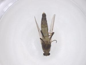  (Cricotopus albitarsis - CBG-B02983-A09)  @11 [ ] CreativeCommons - Attribution Share - Alike (2025) Centre for Biodiversity Genomics Centre for Biodiversity Genomics