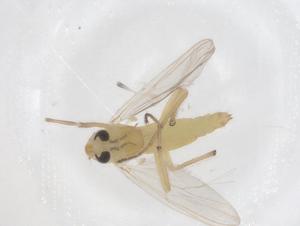  (Parachironomus delinificus - CBG-B03202-C08)  @11 [ ] CreativeCommons - Attribution Share - Alike (2025) Centre for Biodiversity Genomics Centre for Biodiversity Genomics