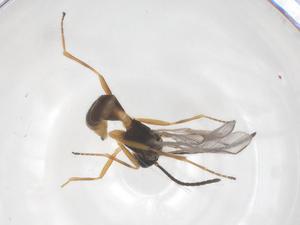  ( - CBG-B03202-H02)  @11 [ ] CreativeCommons - Attribution Share - Alike (2025) Centre for Biodiversity Genomics Centre for Biodiversity Genomics