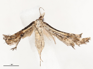  ( - CBG-B03266-A02)  @11 [ ] CreativeCommons - Attribution Share - Alike (2025) CBG Photography Group Centre for Biodiversity Genomics