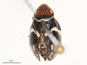  ( - CBG-B03266-F10)  @11 [ ] CreativeCommons - Attribution Share - Alike (2025) CBG Photography Group Centre for Biodiversity Genomics