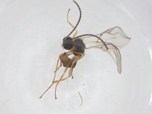  ( - CBG-B03271-B10)  @11 [ ] CreativeCommons - Attribution Share - Alike (2025) Centre for Biodiversity Genomics Centre for Biodiversity Genomics