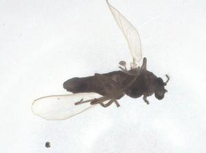  ( - CBG-B03271-C01)  @11 [ ] CreativeCommons - Attribution Share - Alike (2025) Centre for Biodiversity Genomics Centre for Biodiversity Genomics