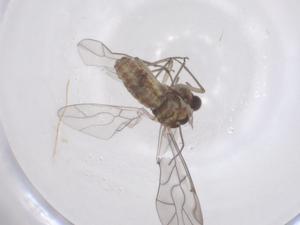  ( - CBG-B03299-D11)  @11 [ ] CreativeCommons - Attribution Share - Alike (2025) Centre for Biodiversity Genomics Centre for Biodiversity Genomics