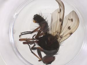  ( - CBG-B03334-A01)  @11 [ ] CreativeCommons - Attribution Share - Alike (2025) Centre for Biodiversity Genomics Centre for Biodiversity Genomics